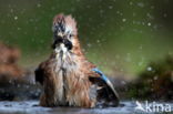 Vlaamse Gaai (Garrulus glandarius)