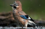 Eurasian Jay (Garrulus glandarius)