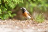 Gekraagde Roodstaart (Phoenicurus phoenicurus)