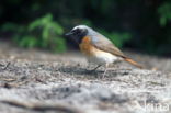 Gekraagde Roodstaart (Phoenicurus phoenicurus)