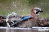 Vlaamse Gaai (Garrulus glandarius)