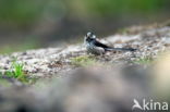 Long-tailed Tit (Aegithalos caudatus)