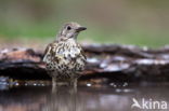 Song Thrush (Turdus philomelos)