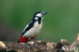 Grote Bonte Specht (Dendrocopos major)