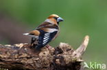 Appelvink (Coccothraustes coccothraustes)