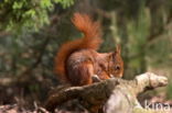 Red Squirrel (Sciurus vulgaris)