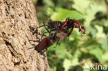 Stag Beetle (Lucanus cervus)