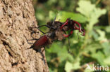 Stag Beetle (Lucanus cervus)