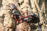 Stag Beetle (Lucanus cervus)