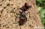 Stag Beetle (Lucanus cervus)