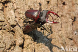 Stag Beetle (Lucanus cervus)