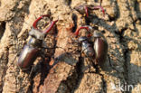 Stag Beetle (Lucanus cervus)