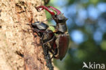 Stag Beetle (Lucanus cervus)