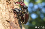 Stag Beetle (Lucanus cervus)