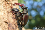 Stag Beetle (Lucanus cervus)