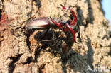 Stag Beetle (Lucanus cervus)