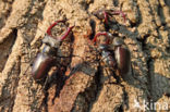 Stag Beetle (Lucanus cervus)