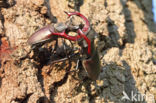 Stag Beetle (Lucanus cervus)