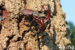 Stag Beetle (Lucanus cervus)