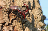 Stag Beetle (Lucanus cervus)