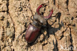 Stag Beetle (Lucanus cervus)