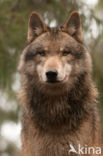 Grey Wolf (Canis lupus)