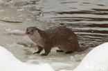 European Otter (Lutra lutra)