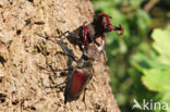 Stag Beetle (Lucanus cervus)