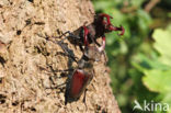 Vliegend hert (Lucanus cervus)