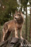 Grey Wolf (Canis lupus)