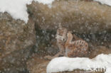 Euraziatische lynx (Lynx lynx)