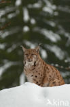 Euraziatische lynx (Lynx lynx)