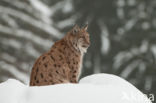 Euraziatische lynx (Lynx lynx)