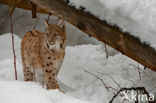 Euraziatische lynx (Lynx lynx)