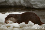 European Otter (Lutra lutra)