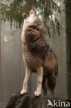 Wolf (Canis lupus)