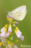 Klein geaderd witje (Pieris napi)