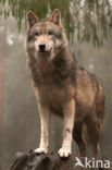 Grey Wolf (Canis lupus)