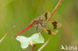 band-winged dragonfly (Sympetrum pedemontanum)