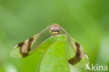 band-winged dragonfly (Sympetrum pedemontanum)