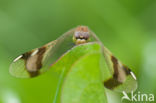 band-winged dragonfly (Sympetrum pedemontanum)