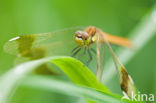 band-winged dragonfly (Sympetrum pedemontanum)