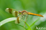 Bandheidelibel (Sympetrum pedemontanum)