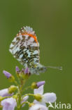 Oranjetipje (Anthocharis cardamines)