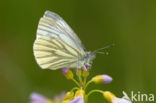 Klein geaderd witje (Pieris napi)