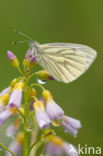 Klein geaderd witje (Pieris napi)