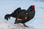 Black Grouse (Tetrao tetrix)