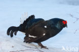 Black Grouse (Tetrao tetrix)