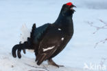 Black Grouse (Tetrao tetrix)