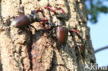 Stag Beetle (Lucanus cervus)